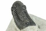 Detailed Austerops Trilobite - Ofaten, Morocco #287577-5